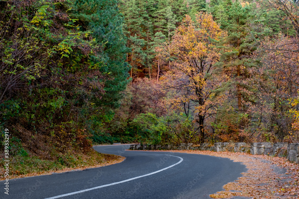asphalt road through autumn woods