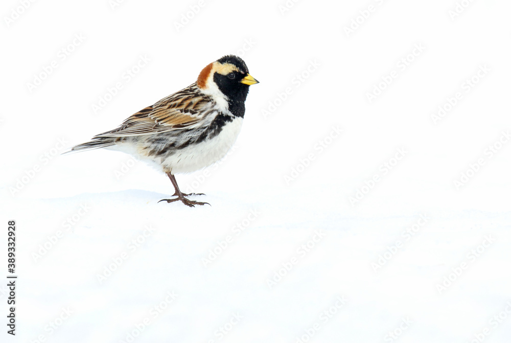 Lapland Bunting, Calcarius lapponicus alascensis