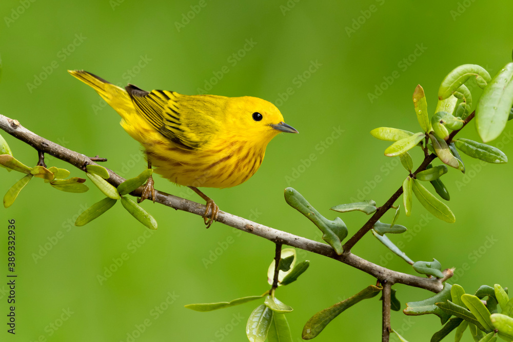 Yellow Warbler, Setophaga aestiva