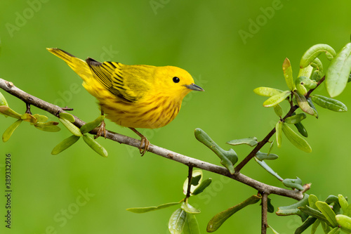 Obraz na plátně Yellow Warbler, Setophaga aestiva