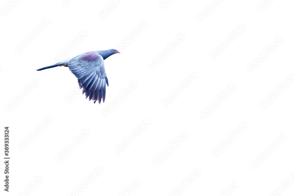 Fototapeta premium Chatham Pigeon, Hemiphaga chathamensis