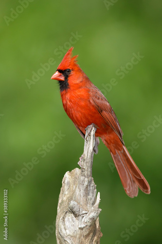Northern Cardinal, Cardinalis cardinalis © AGAMI