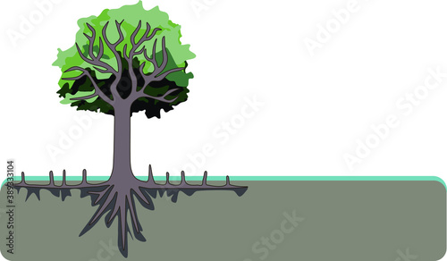 avicennia tree on the flooded floor in mangrove forest
