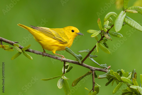 Yellow Warbler, Setophaga aestiva