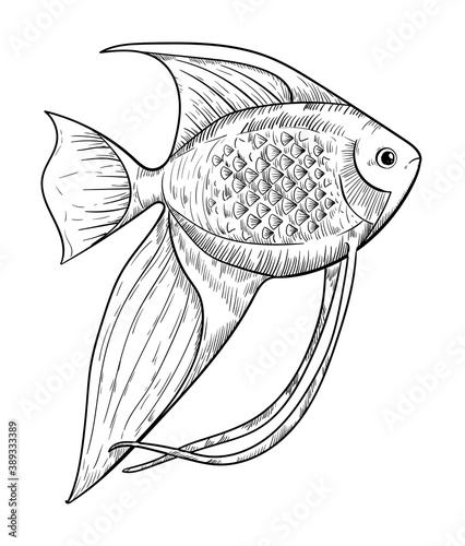 Hand drawn aquarium angelfish isolated on white background