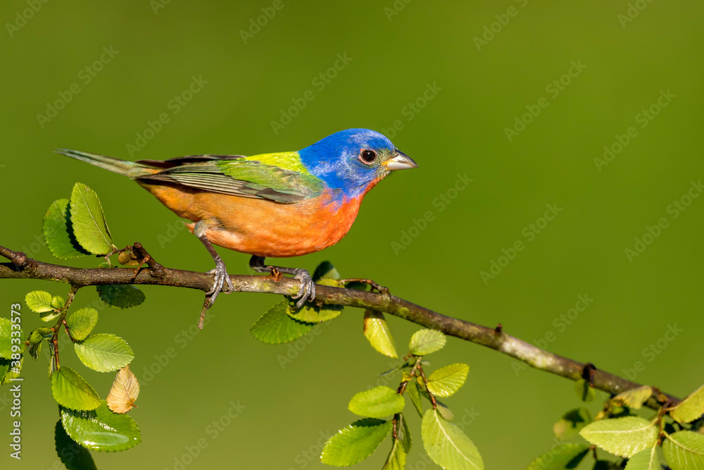 Painted Bunting, Passerina ciris Painted Bunting, Passerina ciris