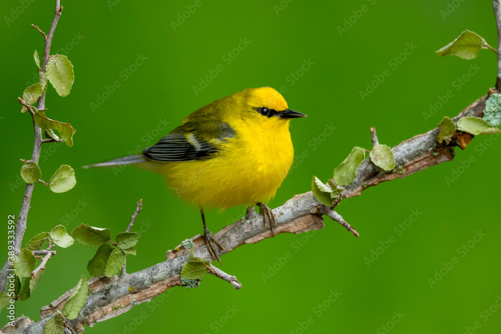 Blue-winged Warbler, Vermivora cyanoptera Blue-winged Warbler, Vermivora cyanoptera