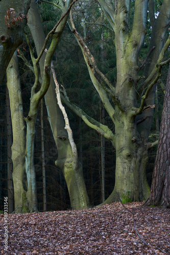 Mystischer Darßer Urwald im Frühling, Nationalpark Vorpommersche Boddenlandschaft, Mecklenburg Vorpommern, Deutschland photo