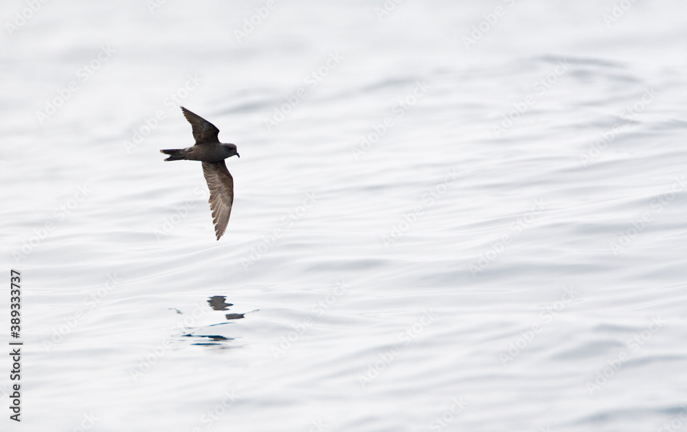 Ashy Storm Petrel, Oceanodroma homochroa Ashy Storm Petrel, Oceanodroma homochroa