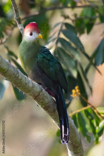 Red-crested Turaco, Tauraco erythrolophus