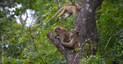 Unidad familiar de macacos de Sri Lanka  sobre el arbol en Dambulla