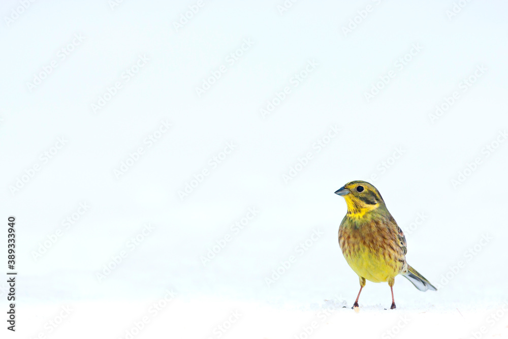 Yellowhammer, Emberiza citrinella Yellowhammer, Emberiza citrinella