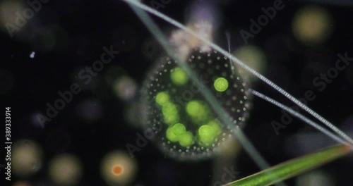 Volvox in drop of water under the microscope for classroom education.
 photo