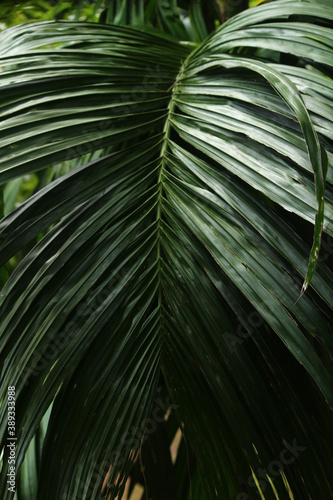 palm tree leaves dark green