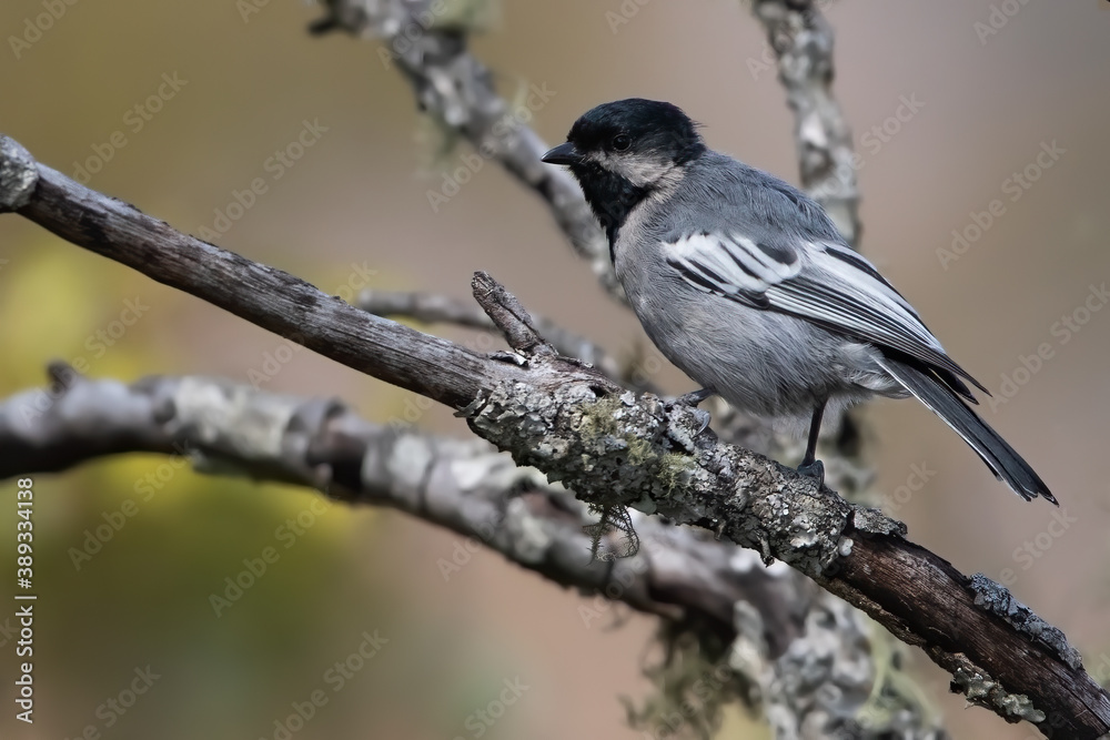 Miombo Tit, Melaniparus griseiventris Miombo Tit, Melaniparus griseiventris