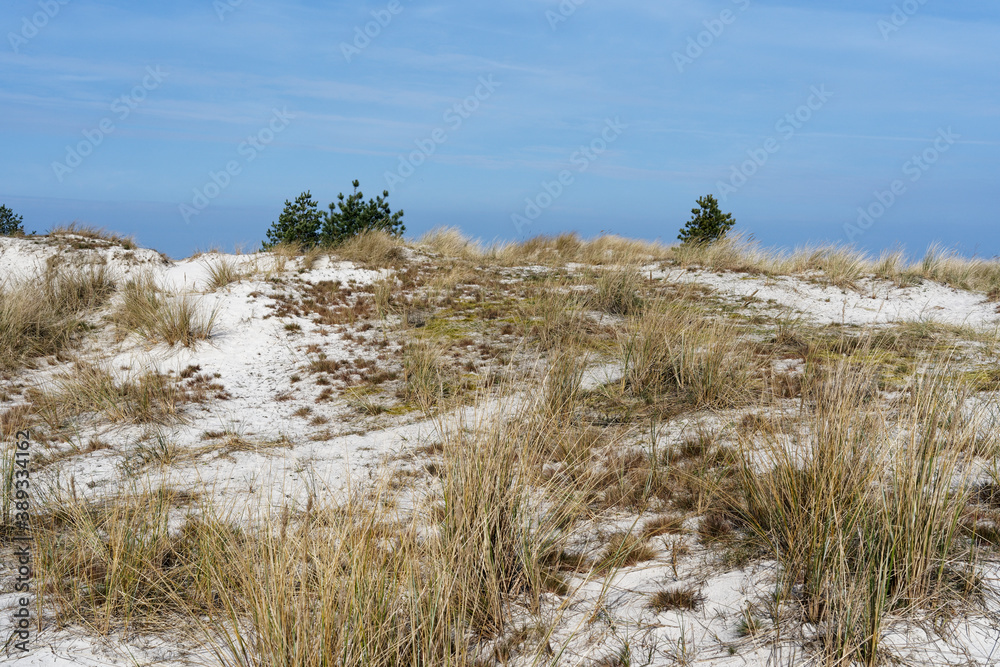 Dünen am Nordstrand im Ostseebad Prerow auf dem Darß, Fischland-Darß-Zingst, Mecklenburg Vorpommern, Deutschland Dünen am Nordstrand im Ostseebad Prerow auf dem Darß, Fischland-Darß-Zingst, Mecklenburg Vorpommern, Deutschland
