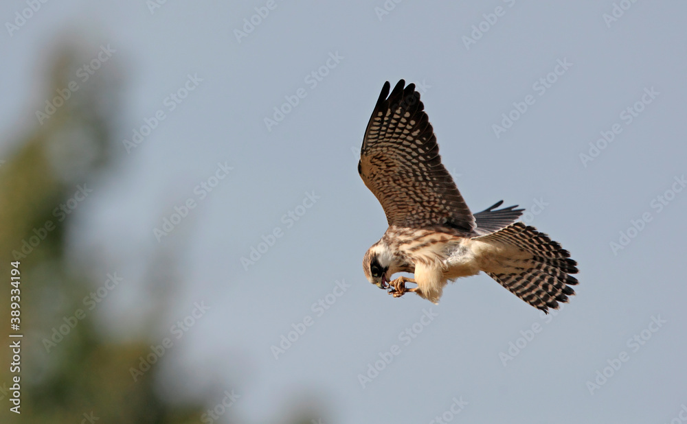 Fototapeta premium Red-footed Falcon, Falco vespertinus