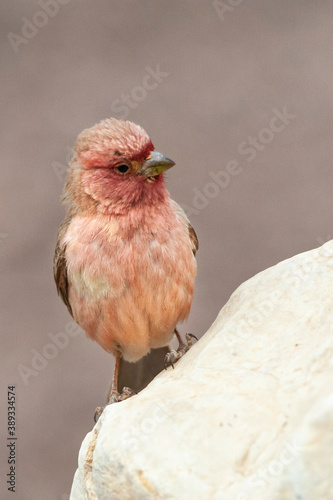 Sinai Rosefinch, Carpodacus synoicus photo