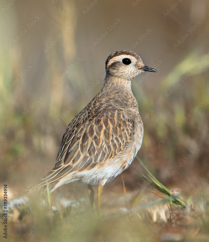 Eurasian Dotterel, Charadrius morinellus Eurasian Dotterel, Charadrius morinellus