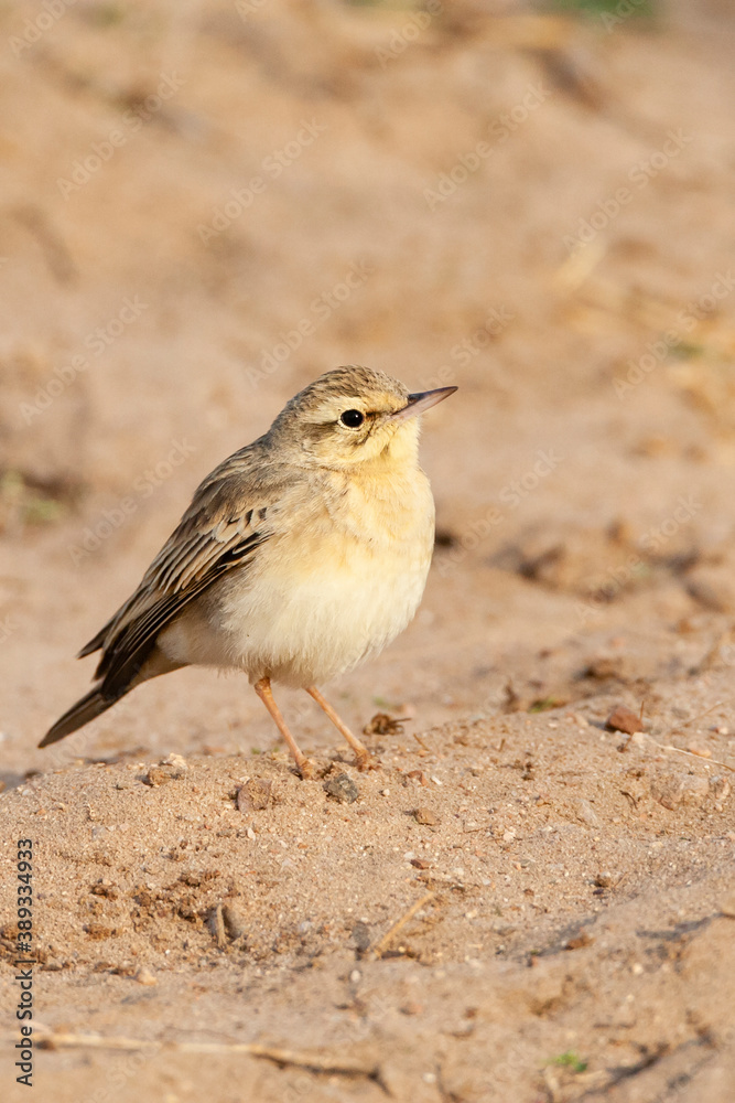 Fototapeta premium Duinpieper, Tawny Pipit, Anthus campestris