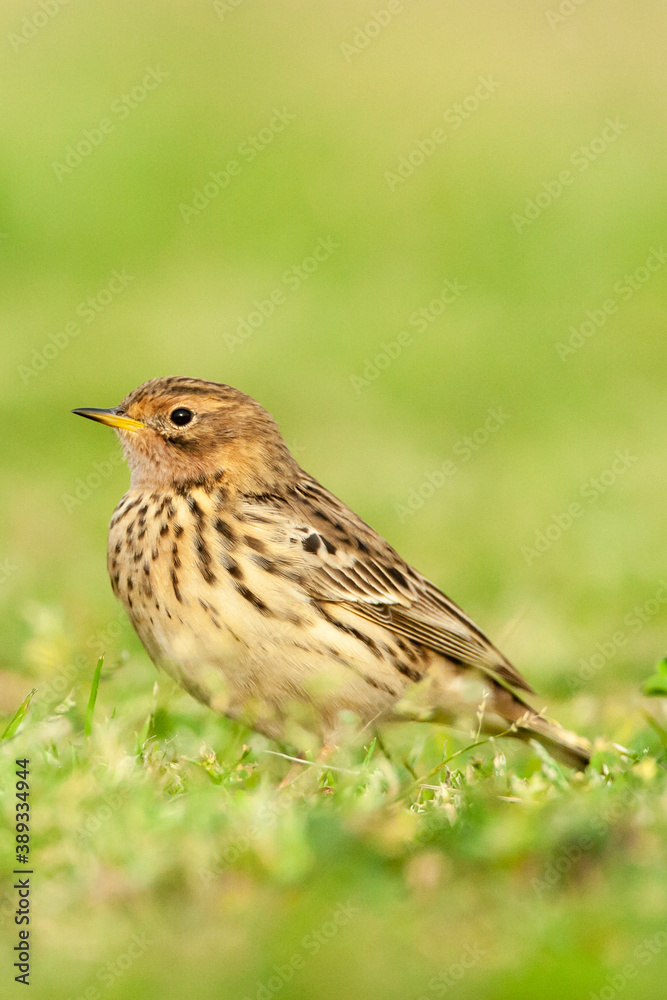 Fototapeta premium Roodkeelpieper, Red-throated Pipit, Anthus cervinus