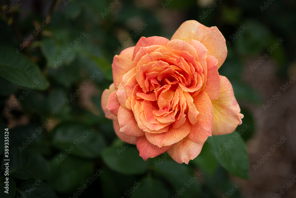 Beautiful single Orange Rose in landscape orientation. One rose separated by shallow depth of field., beautiful spring bloom. Beautiful single Orange Rose in landscape orientation. One rose separated by shallow depth of field., beautiful spring bloom.