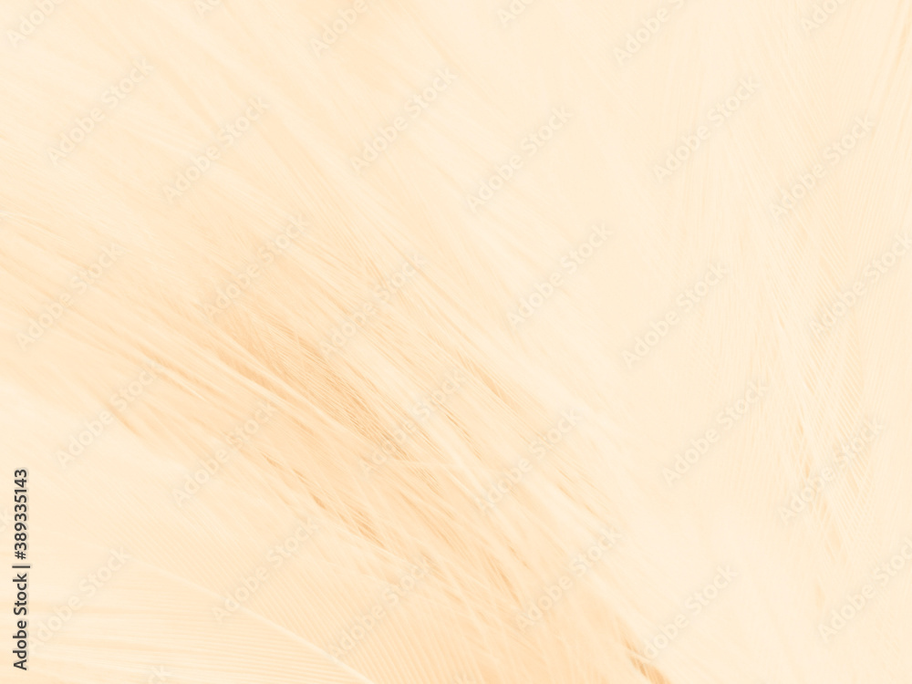 Beautiful abstract orange and white feathers on white background, soft brown feather texture on white pattern background, yellow feather background, love theme, valentines day Beautiful abstract orange and white feathers on white background, soft brown feather texture on white pattern background, yellow feather background, love theme, valentines day