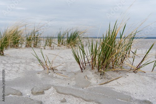Fototapeta Naklejka Na Ścianę i Meble -  Dünen am Nordstrand im Ostseebad Prerow auf dem Darß, Fischland-Darß-Zingst, Mecklenburg Vorpommern, Deutschland
