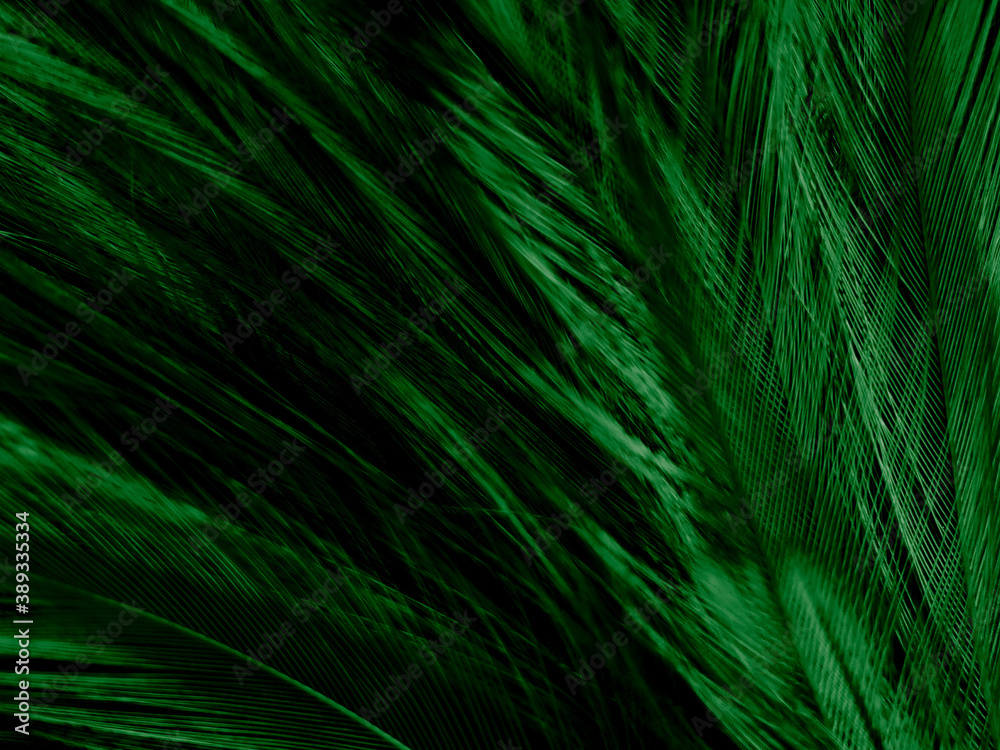 Beautiful abstract green feathers on dark background and black feather texture on dark pattern and green background, feather wallpaper, love theme, valentines day Beautiful abstract green feathers on dark background and black feather texture on dark pattern and green background, feather wallpaper, love theme, valentines day