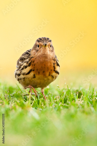 Roodkeelpieper, Red-throated Pipit, Anthus cervinus