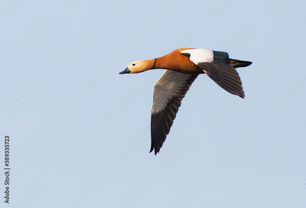 Obraz premium Ruddy Shelduck, Tadorna ferruginea