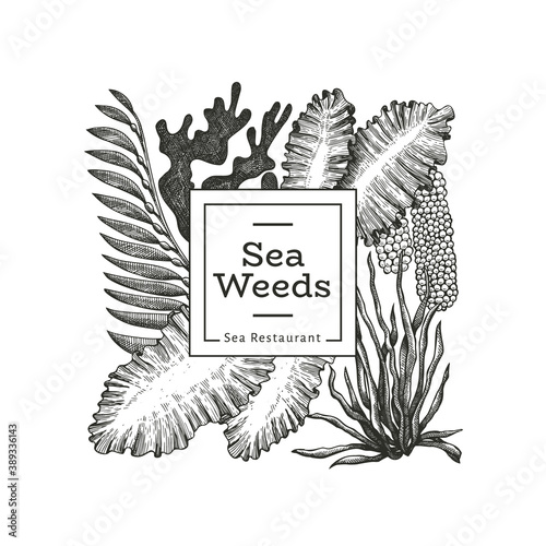 Seaweed design template. Hand drawn vector seaweeds illustration. Engraved style sea food banner. Retro sea plants background