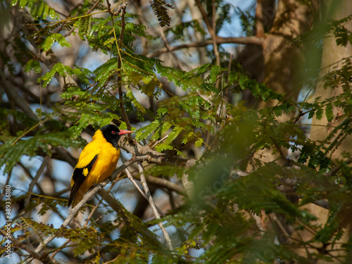 Black-hooded Oriole, Oriolus xanthornus xanthornus photo