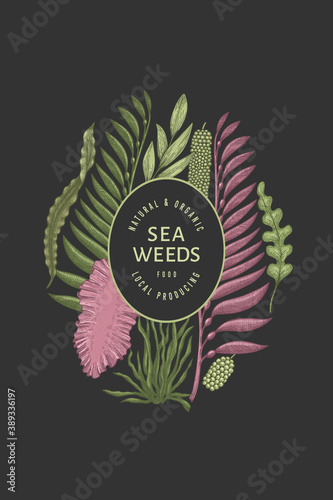 Seaweed design template. Hand drawn vector seaweeds illustration. Engraved style sea food banner. Retro sea plants background