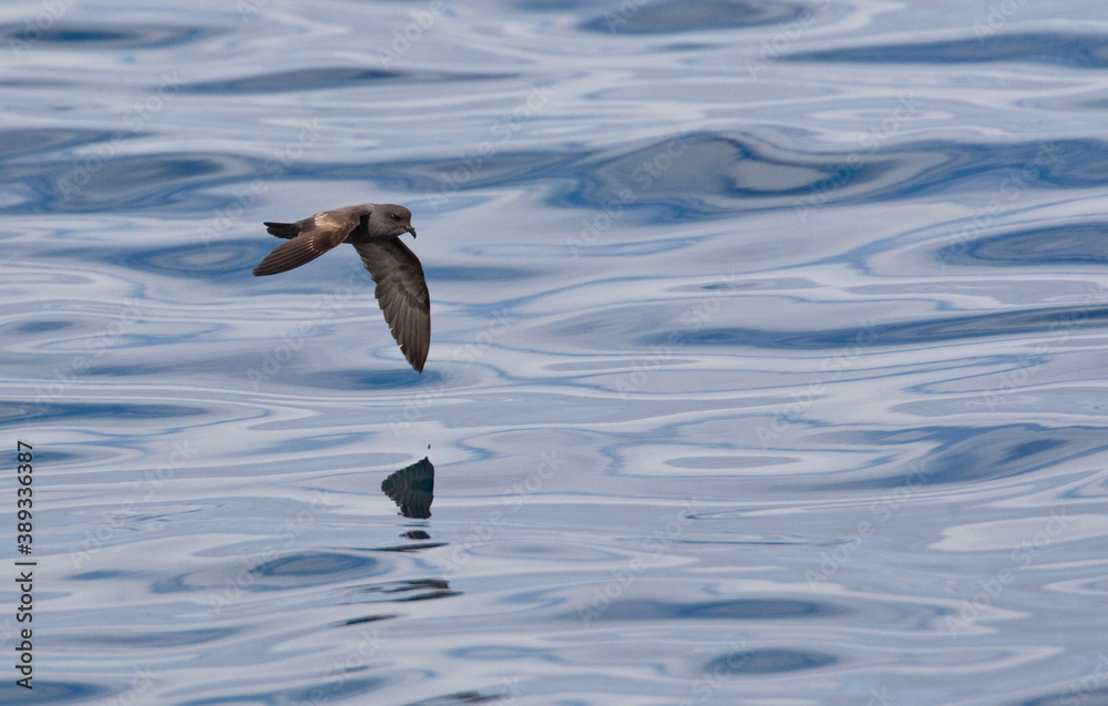 Ashy Storm Petrel, Oceanodroma homochroa Ashy Storm Petrel, Oceanodroma homochroa