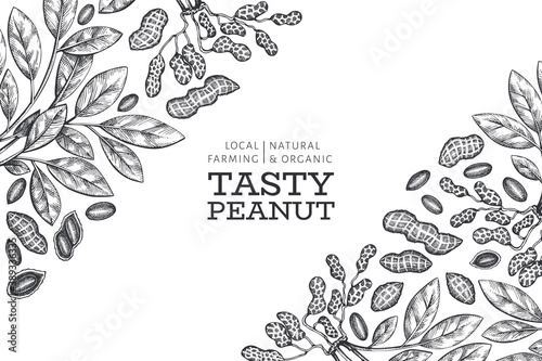 Hand drawn peanut branch and kernels design template. Organic food vector illustration on white background. Retro nut background. Engraved style botanical picture.
