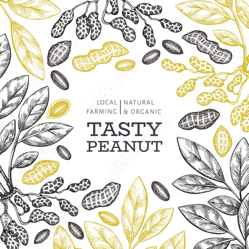 Hand drawn peanut branch and kernels design template. Organic food vector illustration on white background. Retro nut background. Engraved style botanical picture.