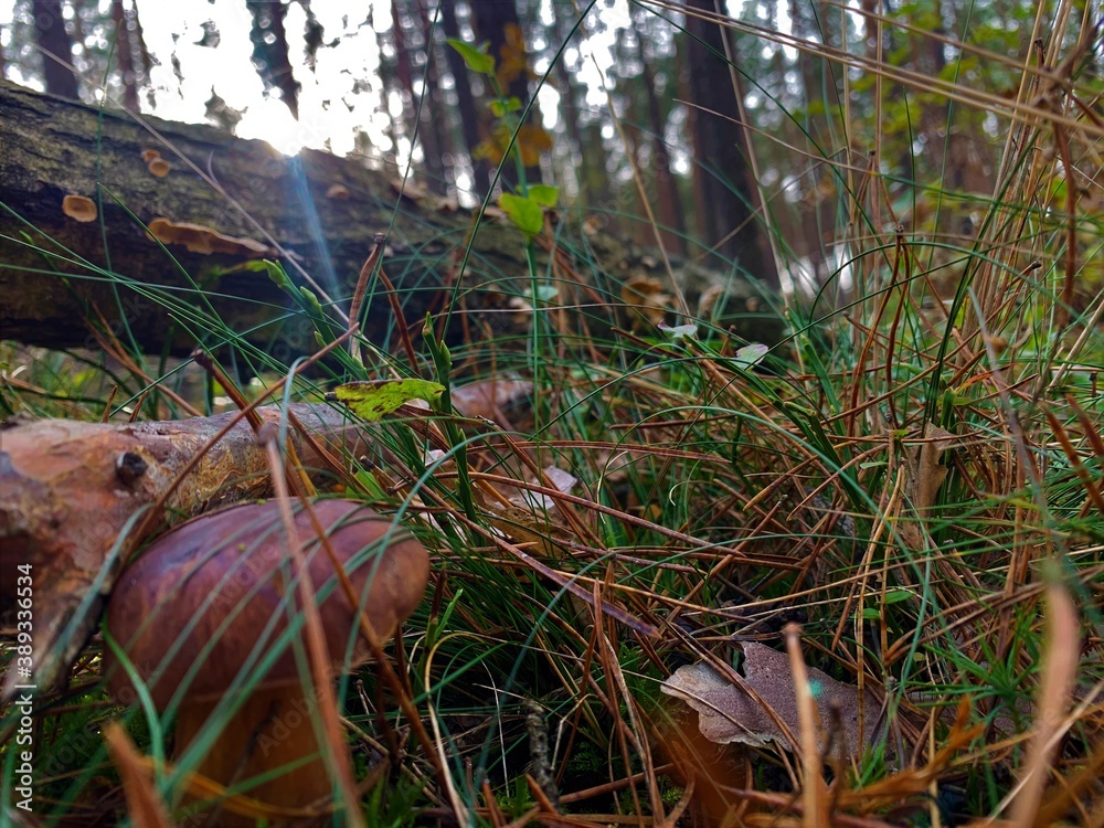 Forest background Forest background
