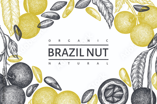 Hand drawn brazilian nut branch and kernels design template. Organic food vector illustration on white background. Retro nut illustration. Engraved style botanical banner.