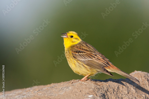 Yellowhammer, Emberiza citrinella