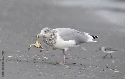 American Herring Gull, Larus smithsonianus photo