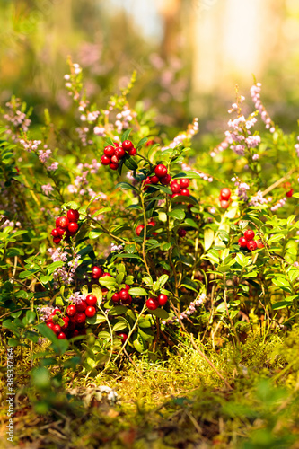 Red cowberry in the forest in summer sunny day.