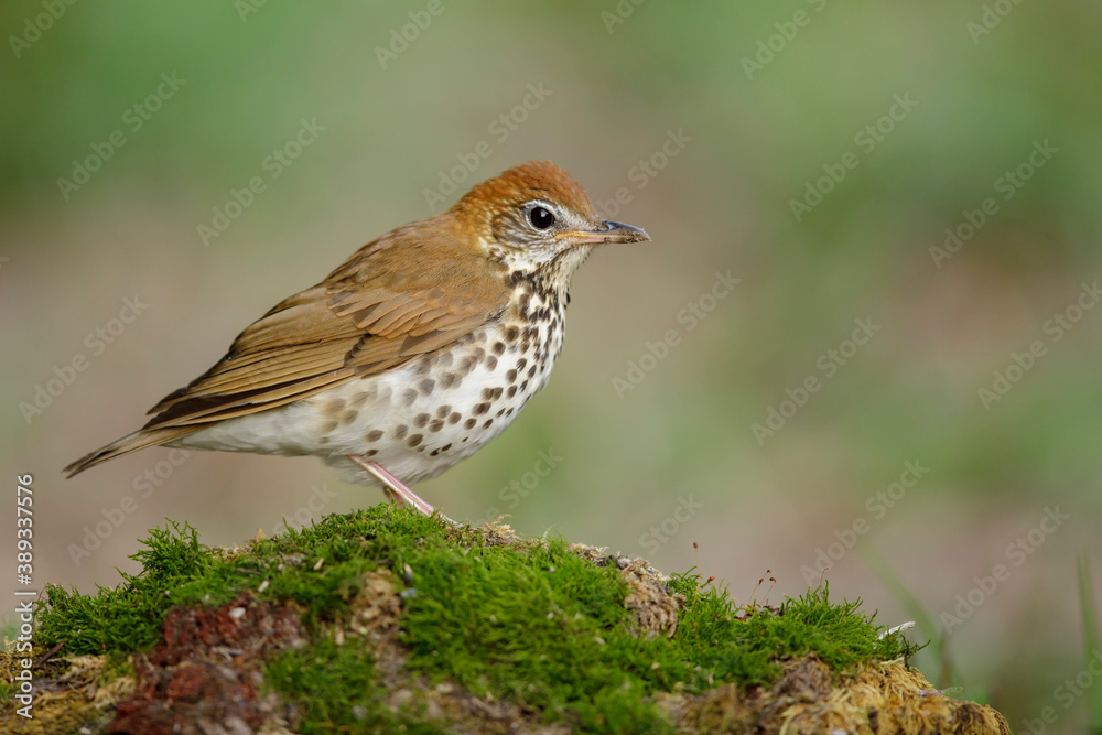 Wood Thrush, Hylocichla mustelina Wood Thrush, Hylocichla mustelina