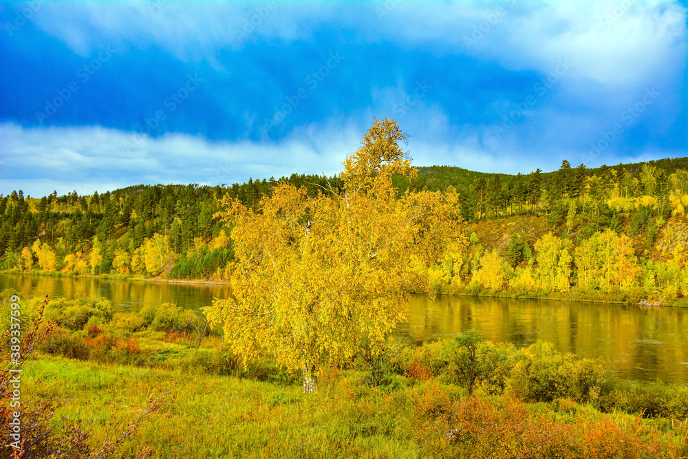autumn landscape: a lonely yellow birch against the background of the river, forest and sky