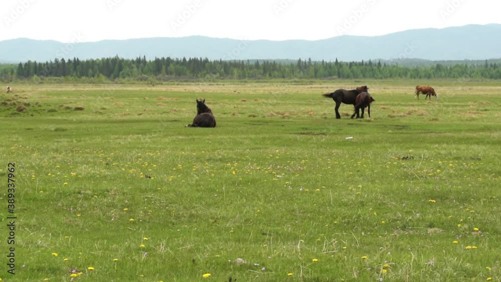 Horses run and play on the field against the background of mountains. The mountain valley landscape with horses
Horses run and play on the field against the background of mountains. The mountain valley landscape with horses