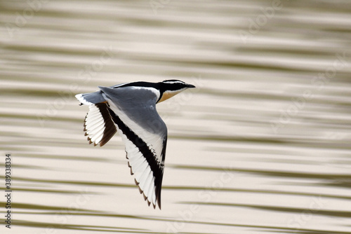 Egyptian Plover, Pluvianus aegyptius
