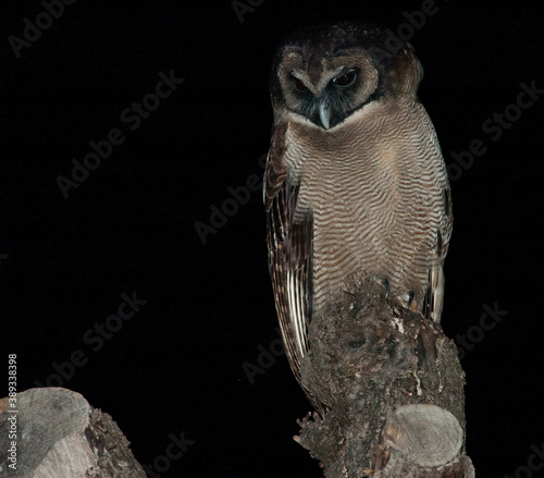 Brown Wood Owl, Strix leptogrammica newarensis photo