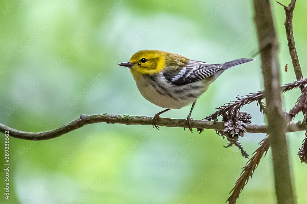 Obraz premium Black-throated Green Warbler, Setophaga virens