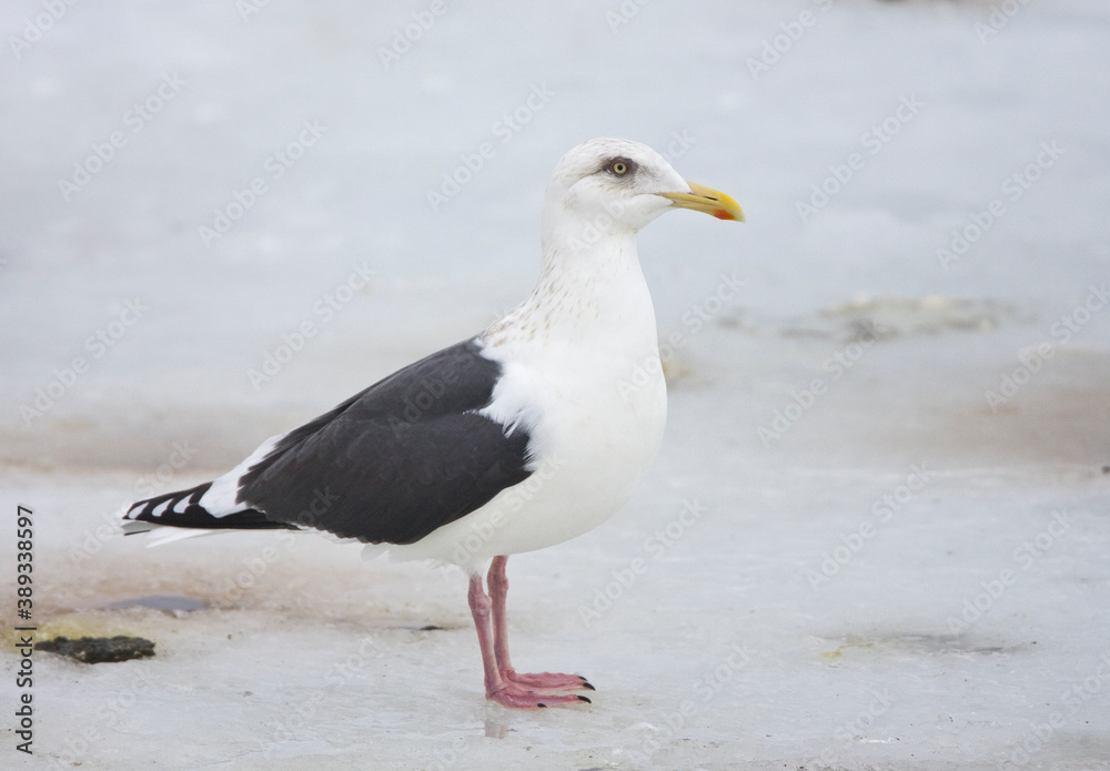 Slaty-backed Gull, Larus schistisagus Slaty-backed Gull, Larus schistisagus