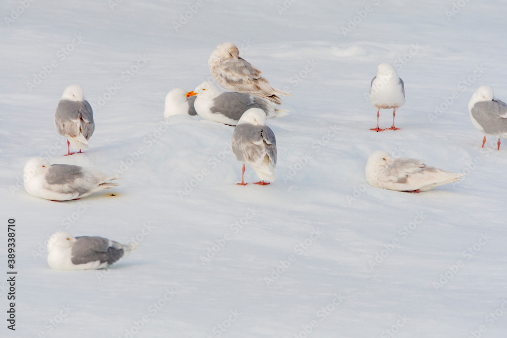 Fototapeta premium Glaucous Gull, Larus hyperboreus